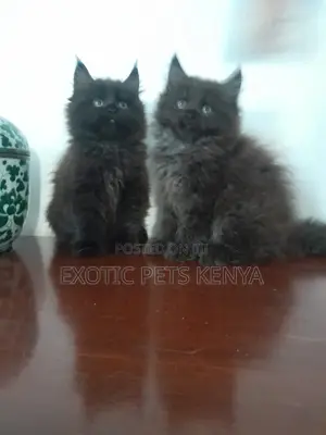 1-3 months Male Mixed Breed Maine Coon
