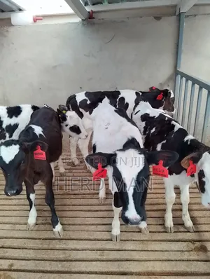 Pedigree Heifer Calves