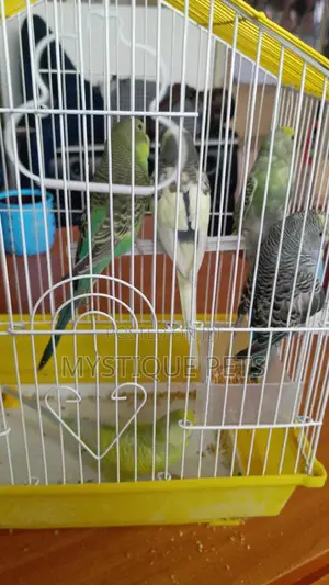 Loving Budgies