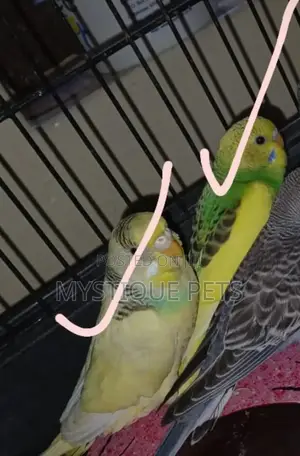 Yellow Green Budgies