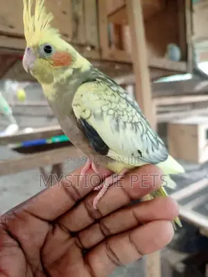 Cocktail Bird