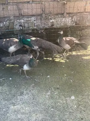 Peacocks/Taus
