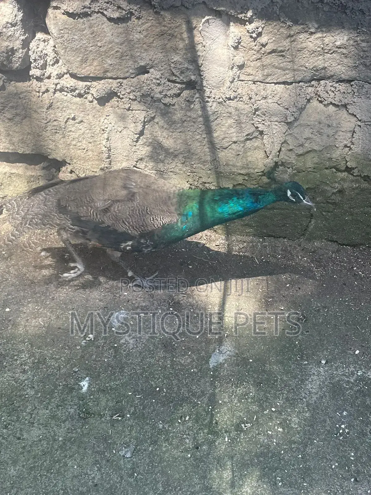 Peacocks/Taus