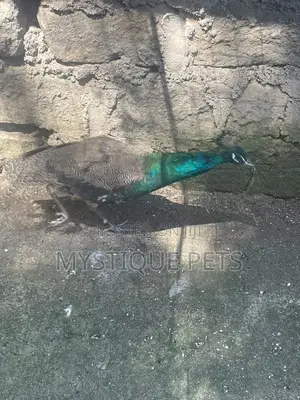 Peacocks/Taus