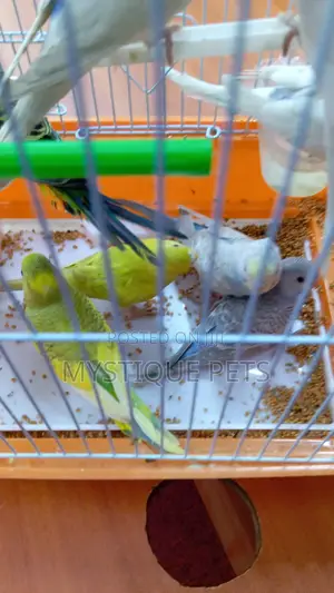 Baby Budgies