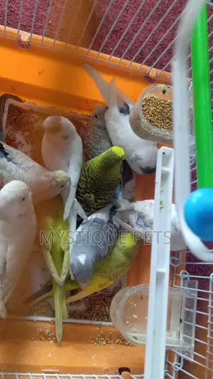 Small Budgies