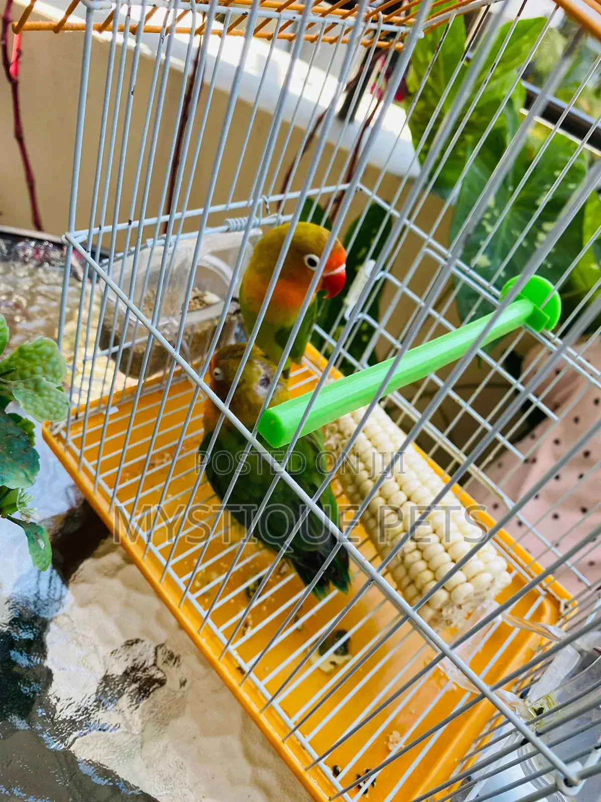 African Active Parrots