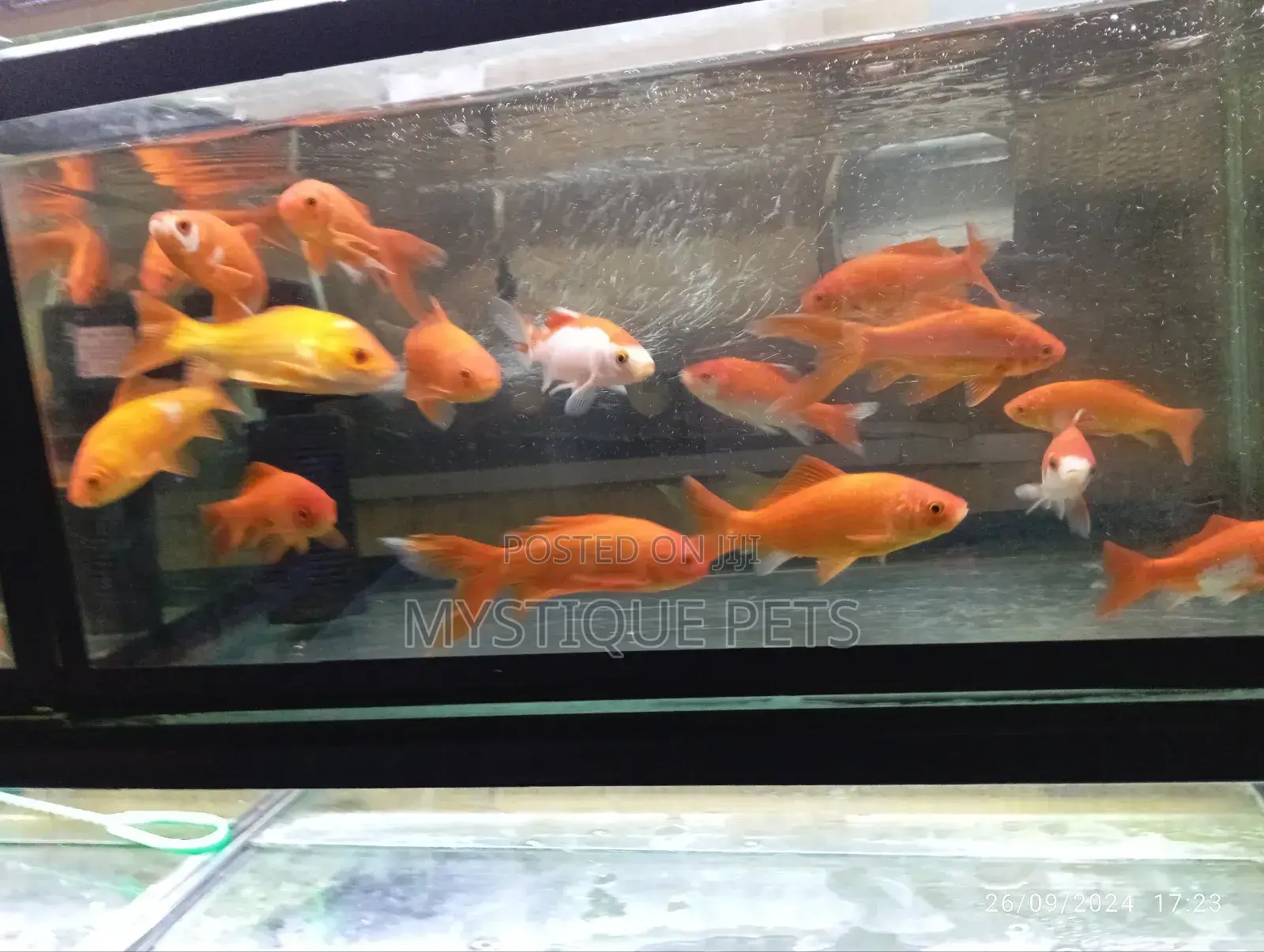 Aquarium Fish