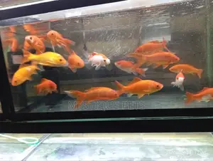 Aquarium Fish