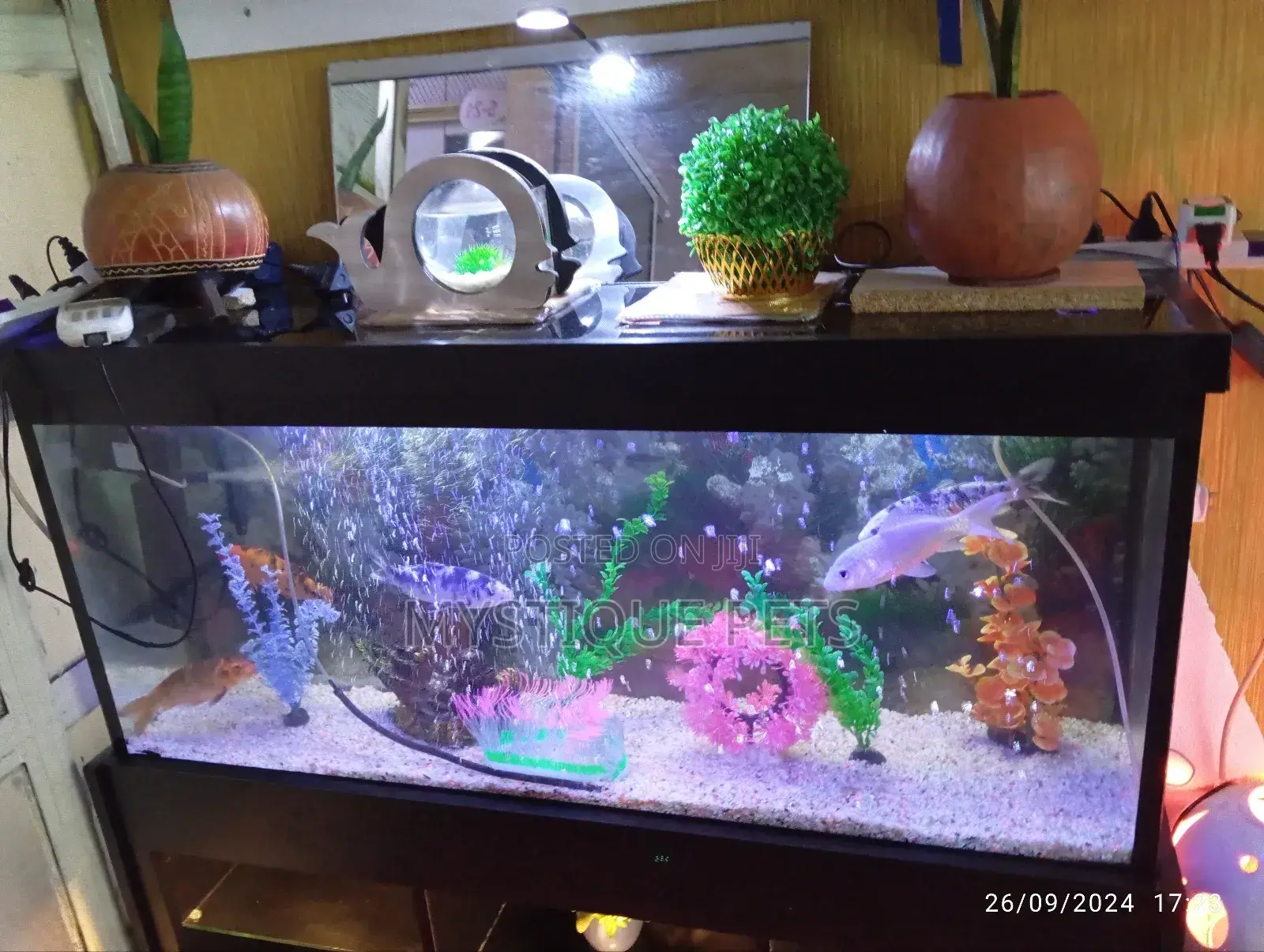 4ft Fish Tank