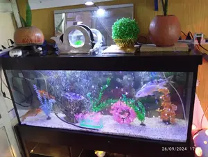 4ft Fish Tank