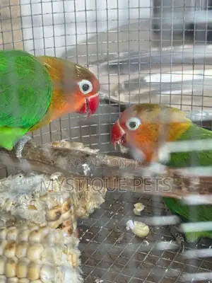 Beautiful Birds