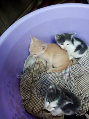 1-3 months Male Purebred American Shorthair
