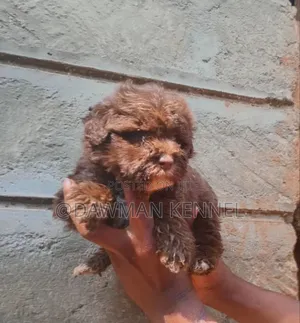 1-3 months Male Purebred Havanese