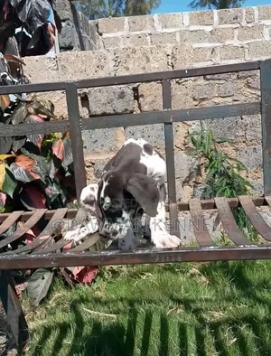 1-3 months Male Purebred Great Dane