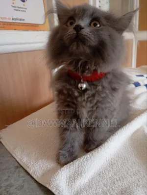 1-3 months Male Purebred Persian