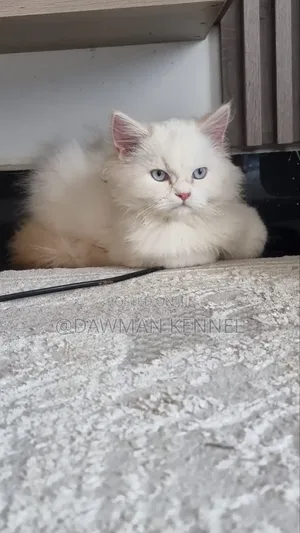 3-6 months Male Purebred Ragdoll