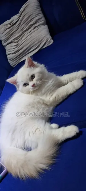 3-6 months Male Purebred Ragdoll