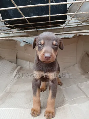 1-3 months Female Purebred Doberman Pinscher