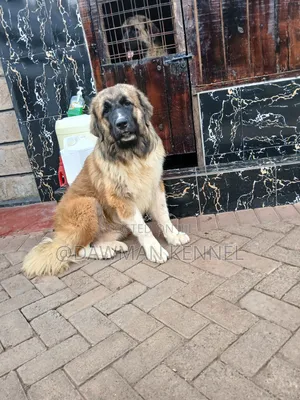 6-12 months Male Purebred Caucasian Shepherd