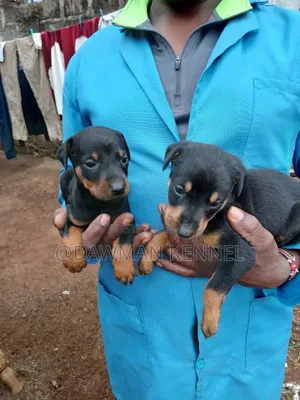 1-3 months Male Purebred Doberman Pinscher