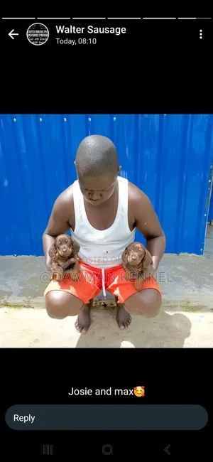 1-3 months Male Purebred Dachshund