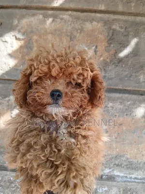 1-3 months Male Purebred Poodle
