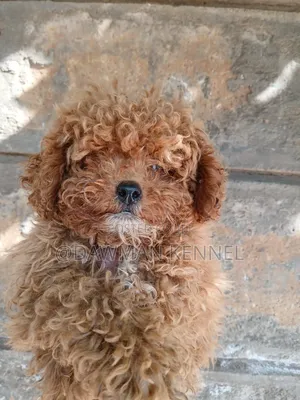 1-3 months Male Purebred Poodle