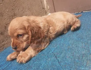 1-3 months Female Purebred Cocker Spaniel