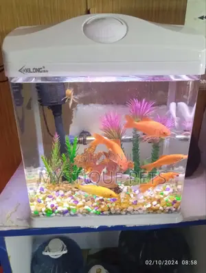 Fish Aquarium