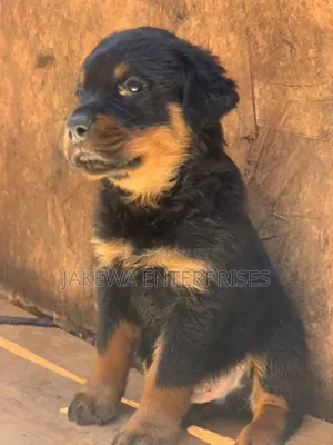 1-3 months Male Purebred Rottweiler