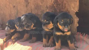 1-3 months Female Purebred Rottweiler