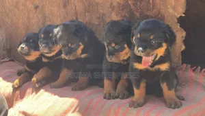 1-3 months Male Purebred Rottweiler