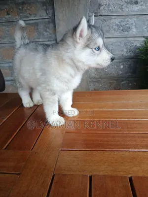 1-3 months Male Purebred Siberian Husky