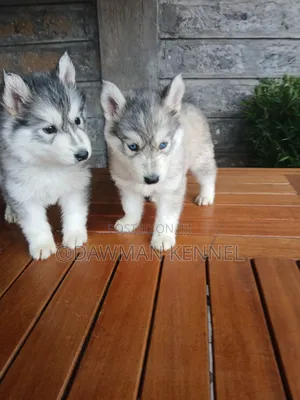 1-3 months Male Purebred Siberian Husky