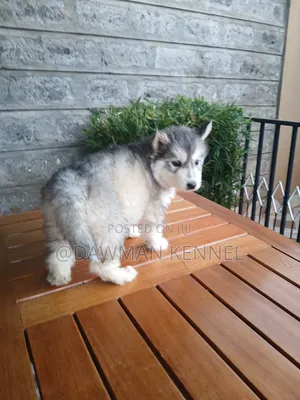 1-3 months Male Purebred Siberian Husky