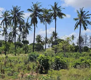 Chumani, Kilifi Plots for Sale