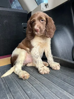1-3 months Male Purebred English Springer Spaniel