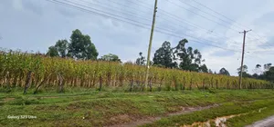 Prime 3⁄4 Plot for Sale in Royalton Eldoret