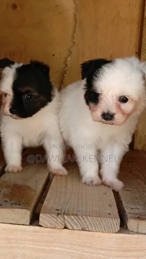 1-3 months Male Purebred Havanese
