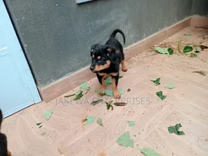 1-3 months Male Purebred Rottweiler