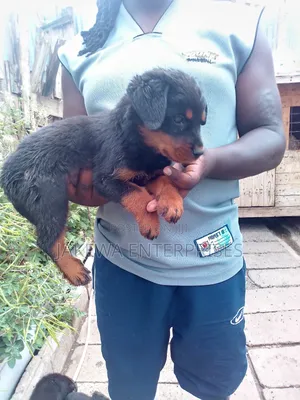 1-3 months Female Purebred Rottweiler