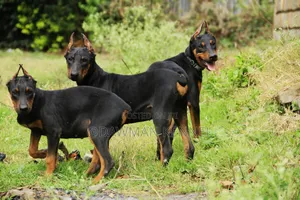 3-6 months Male Purebred Doberman Pinscher