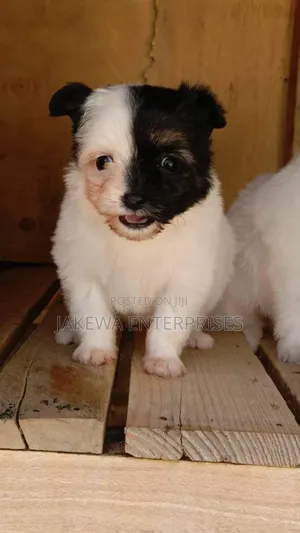 1-3 months Male Purebred Havanese