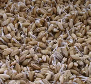 High Quality Barley Seeds for Hydroponic Fodder Per Kg