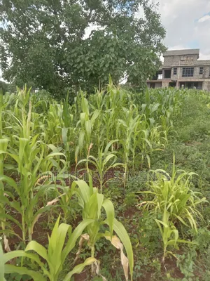 Quarter an Acre on Sale at Thika Greens Estate