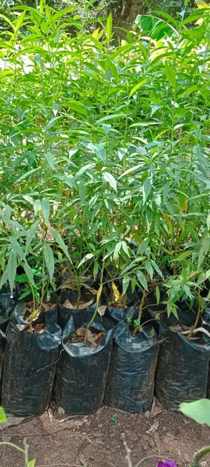 Peach Fruit Seedlings