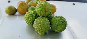 Kaffir Lime Seedlings