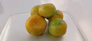 Tangerine Fruit Seedlings