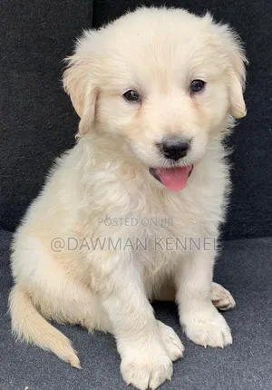 1-3 months Female Purebred Golden Retriever